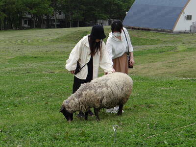 羊と触れ合い体験